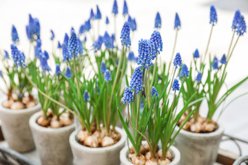 Potted Muscari or grape hyacinth plant in the flowers bar. - obrazy, fototapety, plakaty