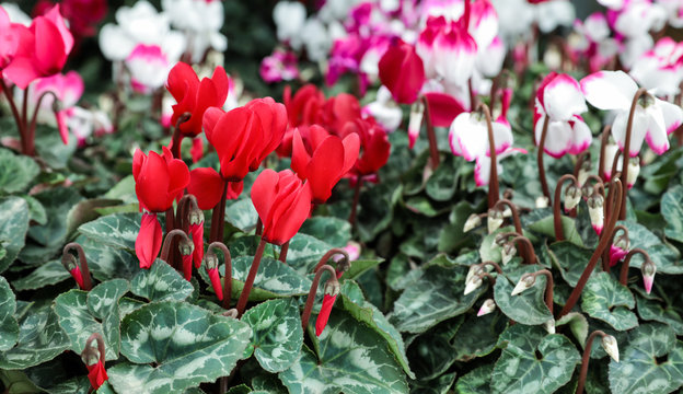 Variety of potted cyclamen persicum plants in the flowers bar.
