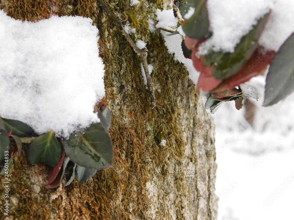 Wall mural snow bark ii