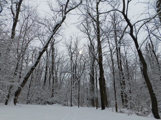 winter woods
