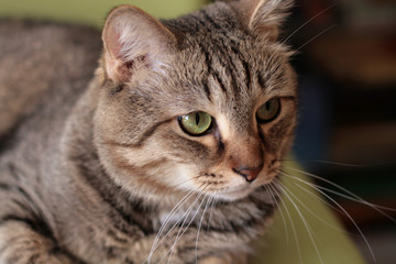 Кот зеленоглазый