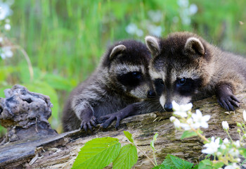 Baby raccoons playing together in a den tree log.