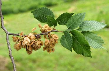 leaves and fruits of the field elm