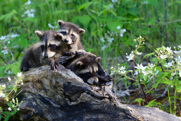 Baby raccoons playing together in a den tree log. - 245015878