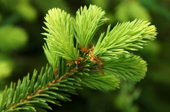 Fichtenspitzen Bilder Durchsuchen 4,645 Archivfotos,