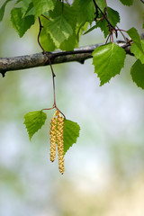 Branch of birch in spring close-up. Flowering birch