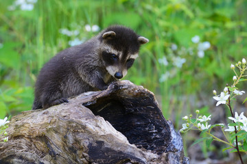 Baby raccoons playing together in a den tree log.