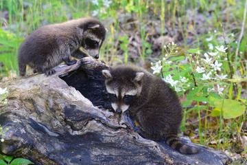 Baby raccoons playing together in a den tree log.