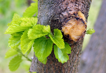 Fresh spring branches