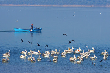 Golyazi, Bursa / Turkey - March 15 / 2014 : A fisherman is fishing and the pelicans are swimming in front of him