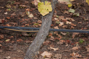 Drip irrigation system used in a vineyard on Chilean country