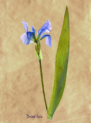 Iris in herbarium