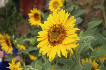 Sunflower with bees  in my organic garden 