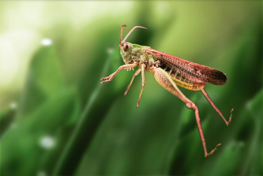 Grasshopper Jump Close Up, Insect Macro 