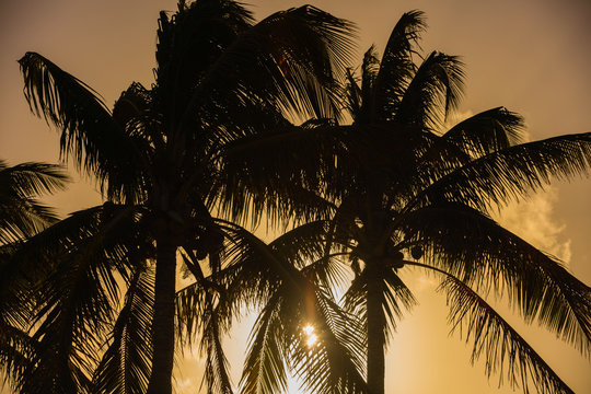 Stock image tropical palm trees