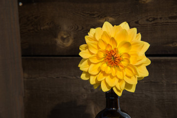 Giant Yellow Dahlia Blooming in the Sun Rustic Wood Background
