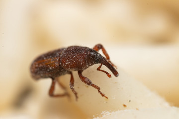 White Rice, destroyed by Red flour beetle, science names 