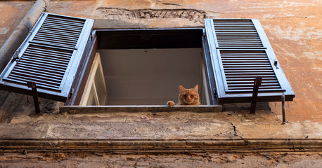 Sleeping ginger cat lying on a window with shutters of old house in Rome