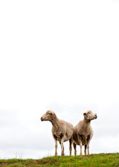 2 sheep isolated against white sky with a patch of grass