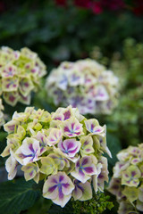 Multicolor Hydrangea Flowering Plants with Green, Purple and Pink Petals Blooming for Spring