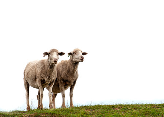2 sheep isolated against white sky with a patch of grass
