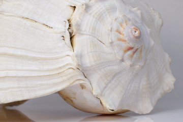 White Conch Shell Right-Spiral Lightning Whelk