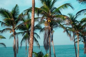 Sri Lanka Palms Coconut