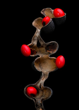 Lucky Bean Seeds (Erythrina Coral flower seeds)
