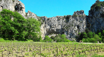 Vigne à Vallon Pont d'Arc dans le sud de l’Ardèche en France