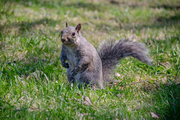 Naklejka na ściany i meble Eastern Gray Squirrel on green grass