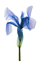 Iris in herbarium