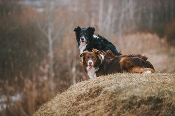 Two border collie dogs are lying on gray autumn day
