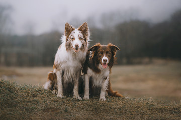 Two border collie dogs are sitting on gray autumn day
