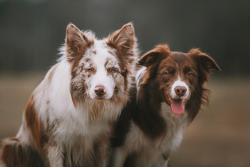 Two border collie dogs are sitting on gray autumn day