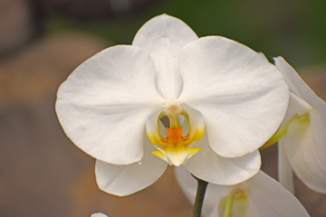 White Colored Flower