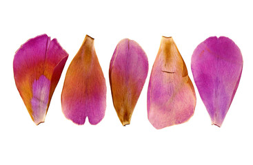 Petals of peony in herbarium