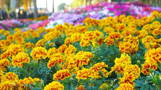 arigolds flower in the garden (Tagetes erecta, Mexican marigold, Aztec marigold, African marigold)