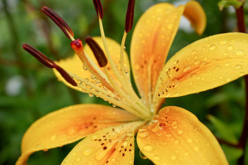 Photo of a yellow lily flower in the garden. Closeup yellow lily flower outline closeup shot after summer rain. Drops on the leaves of the flower.