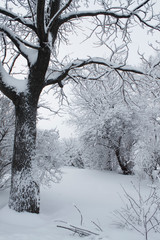  темный ствол и ветки деревьев среди белого снега