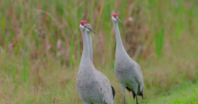 Sandhill Cranes standing in grassy green wetlands area at a wildlife refuge