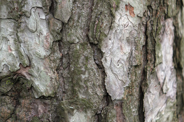 bark of a tree