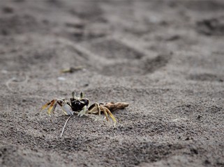 crab in sand