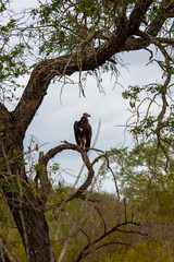 A Lappet-faced Vulture is sitting in a tree observing the scenery
