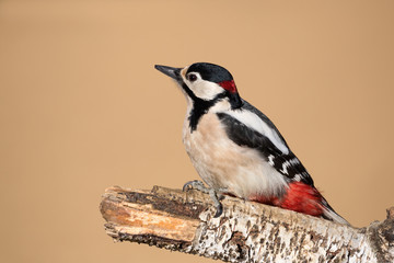 Magnifico ritratto di un picchio (Dendrocopos major)