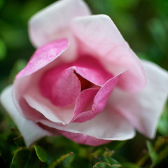 Pink Rose in Full Bloom in Downtown Dallas, Romantic Blooming Rose with Ombre Pink to White Colors