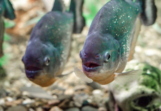 two piranha fish in water close up