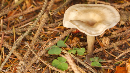 Small mushroom growing next to clover