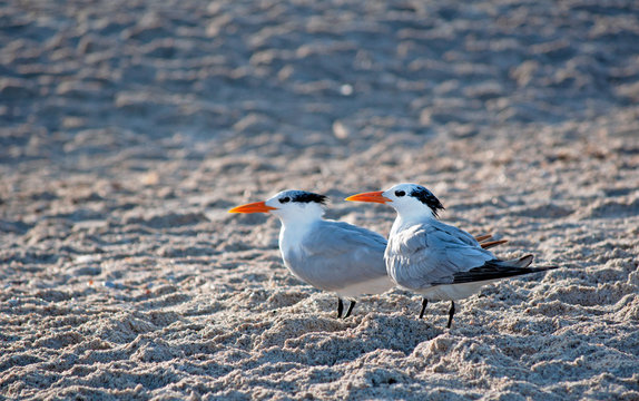 Two Gulf Terns on Sand at Sunset. Nokomis Beach Florida  Grey Birds Looking at Ocean as Sun  Sets on Gulf of Mexico. Coastal Seabirds Take a Moment to Rest. Pair Non-Breeding Adult Royal Terns.