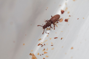 Merchant grain beetle in white background walking. Oryzaephilus mercator