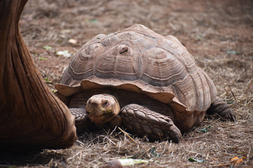 Huge Land Turtle